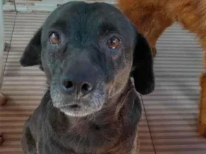 Cachorro raça SRD-ViraLata idade 5 anos nome Bruno Henrique 