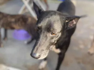 Cachorro raça SRD-ViraLata idade 4 anos nome Thoreto 