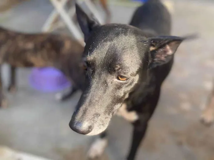 Cachorro ra a SRD-ViraLata idade 4 anos nome Thoreto 