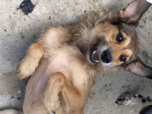 Cachorro raça SRD-ViraLata idade 2 anos nome Paçoca 