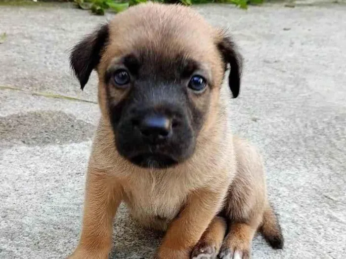 Cachorro ra a SRD idade Abaixo de 2 meses nome Luck