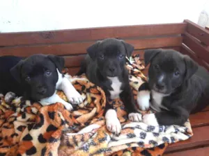 Cachorro raça  idade Abaixo de 2 meses nome Pode escolher 