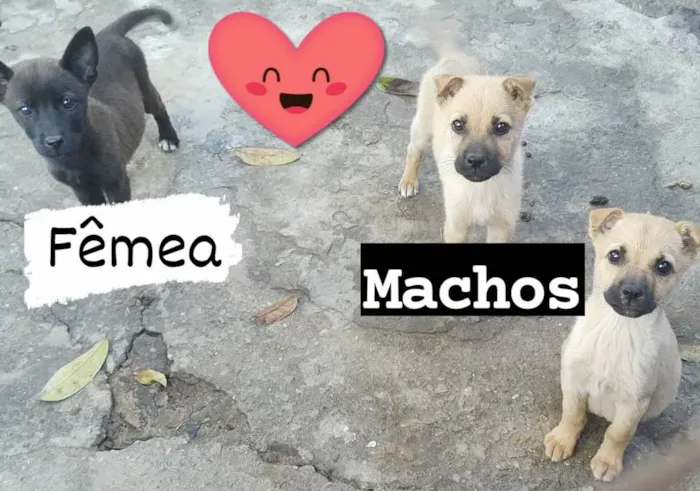 Cachorro ra a Pastor Alemão com labrador idade 2 a 6 meses nome N tem nomes ainda,são filhotes de 3 meses