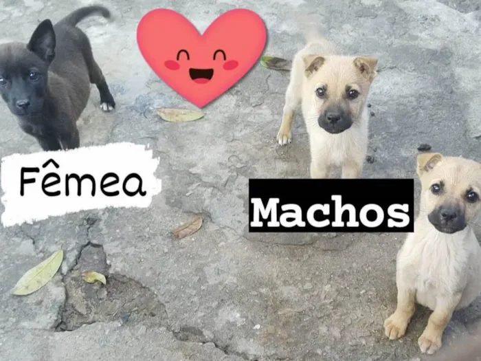 Cachorro ra a Pastor Alemão com labrador idade 2 a 6 meses nome N tem nomes ainda,são filhotes de 3 meses