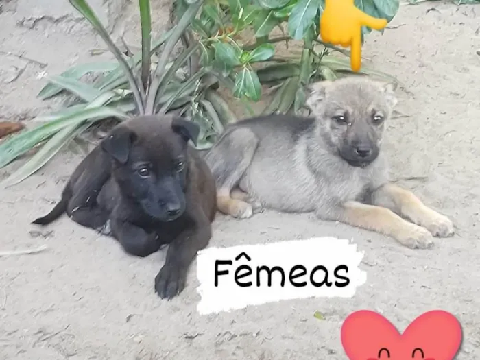 Cachorro ra a Pastor Alemão com labrador idade 2 a 6 meses nome N tem nomes ainda,são filhotes de 3 meses