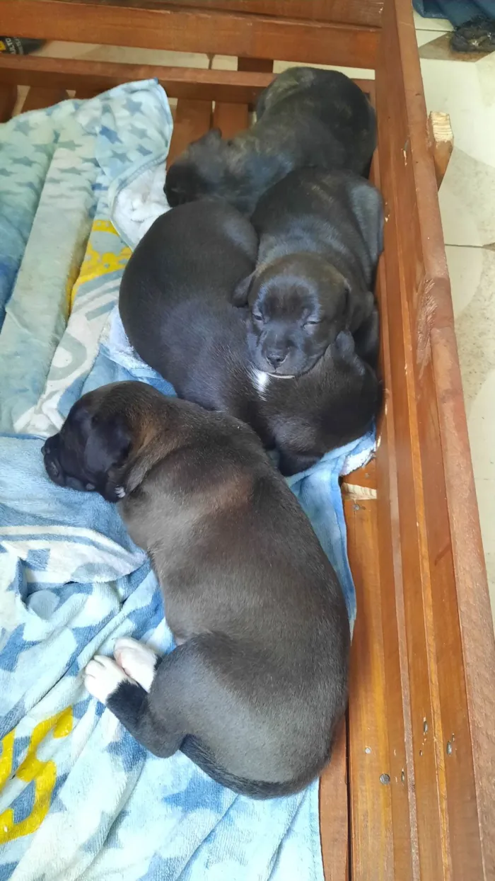 Cachorro ra a  idade Abaixo de 2 meses nome Pode escolher