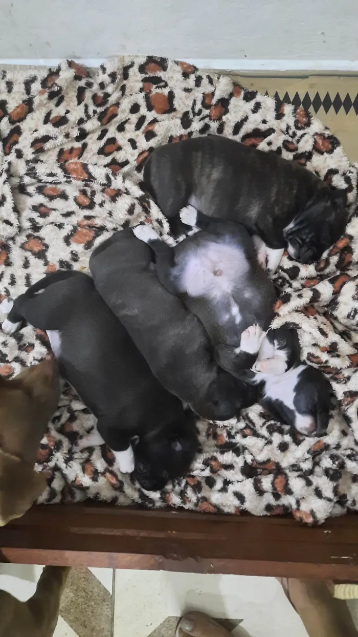 Cachorro ra a  idade Abaixo de 2 meses nome Pode escolher