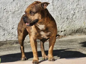 Cachorro raça AMERICAN BULLY idade 2 anos nome THOR