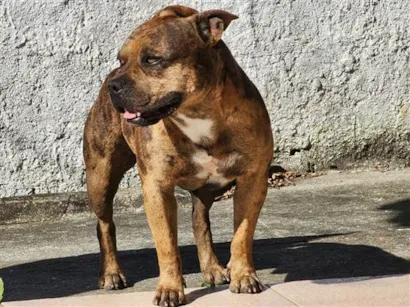 Cachorro raça AMERICAN BULLY idade 2 anos nome THOR