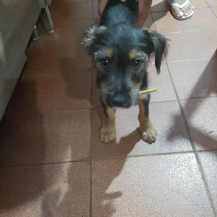 Cachorro ra a Não sei idade 2 a 6 meses nome SIMBA