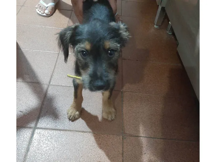 Cachorro ra a Não sei idade 2 a 6 meses nome SIMBA