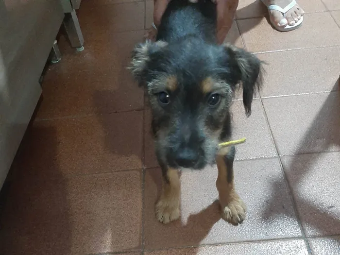 Cachorro ra a Não sei idade 2 a 6 meses nome SIMBA