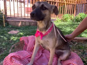 Cachorro raça SRD-ViraLata idade 7 a 11 meses nome Nina