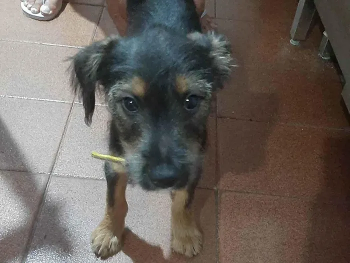 Cachorro ra a Não sei idade 2 a 6 meses nome SIMBA