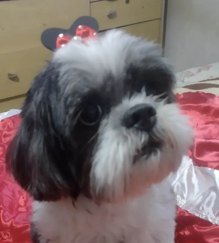 Cachorro ra a  idade 4 anos nome Pandora 