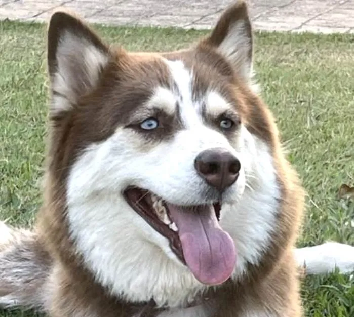 Cachorro ra a Huski Siberiana  idade 2 anos nome Jade 