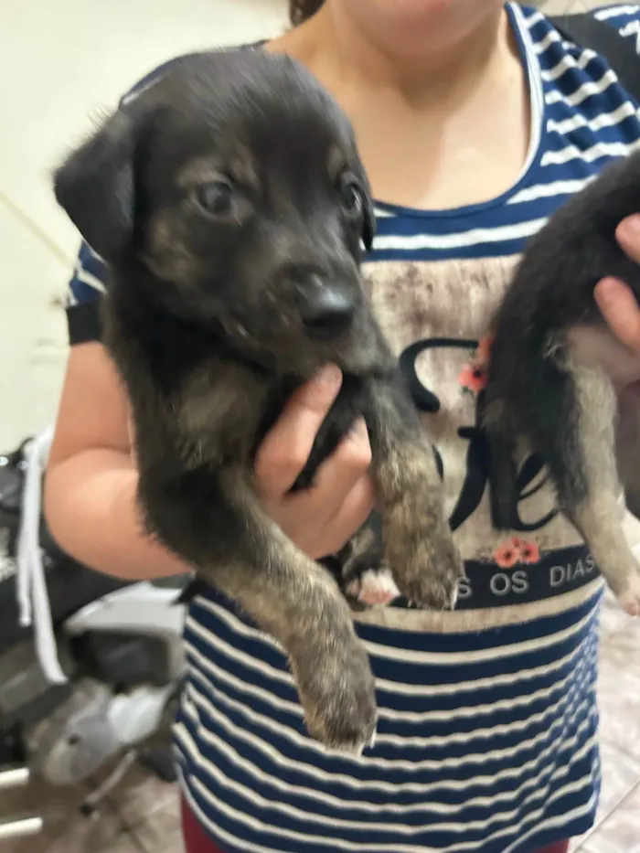 Cachorro ra a SRD-ViraLata idade Abaixo de 2 meses nome Sem nome