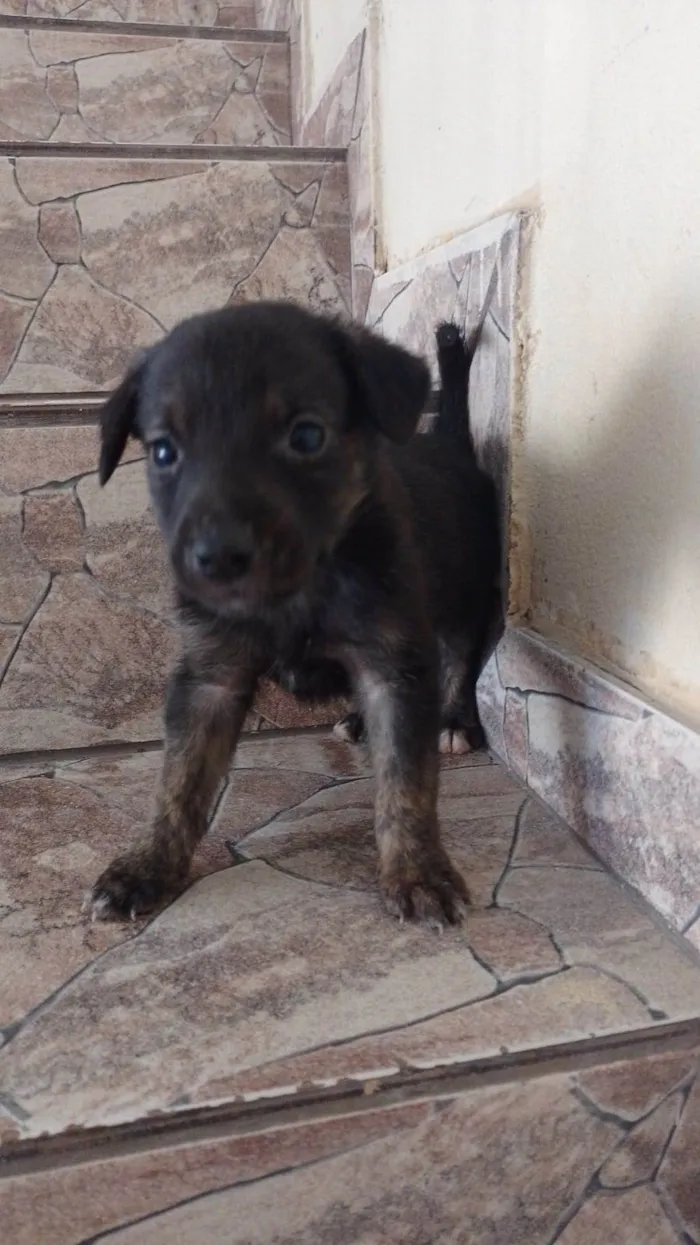 Cachorro ra a SRD-ViraLata idade Abaixo de 2 meses nome Sem nome