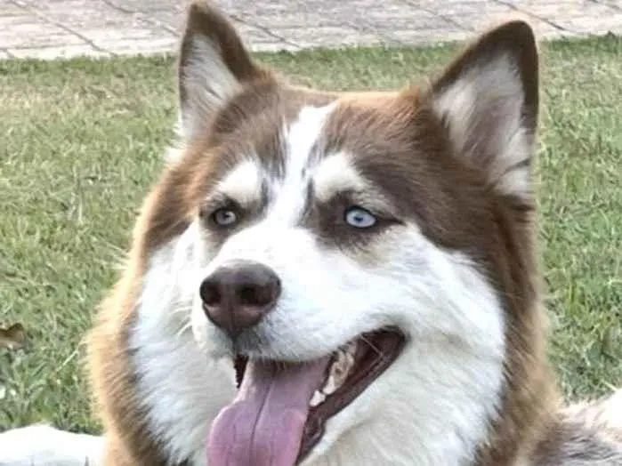 Cachorro ra a Huski Siberiana  idade 2 anos nome Jade 