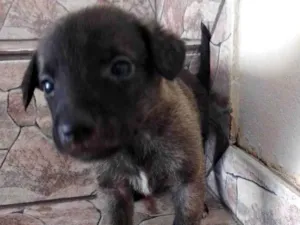 Cachorro raça SRD-ViraLata idade Abaixo de 2 meses nome Sem nome