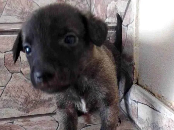 Cachorro ra a SRD-ViraLata idade Abaixo de 2 meses nome Sem nome