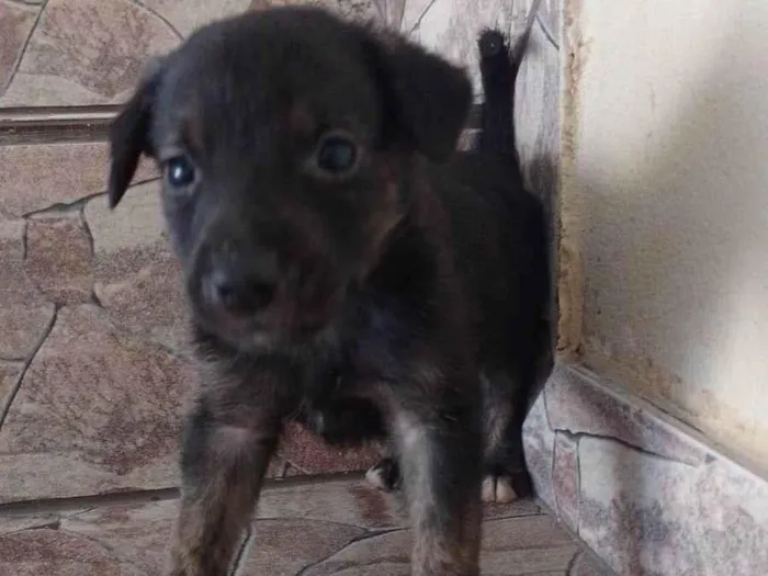 Cachorro ra a SRD-ViraLata idade Abaixo de 2 meses nome Sem nome