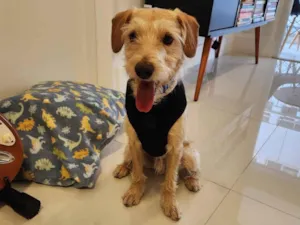 Cachorro raça Srd idade 7 a 11 meses nome Lebron