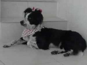 Cachorro raça SRD-ViraLata idade 2 anos nome LUNA