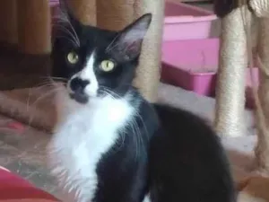 Gato raça SRD-ViraLata idade 3 anos nome MEU BEM