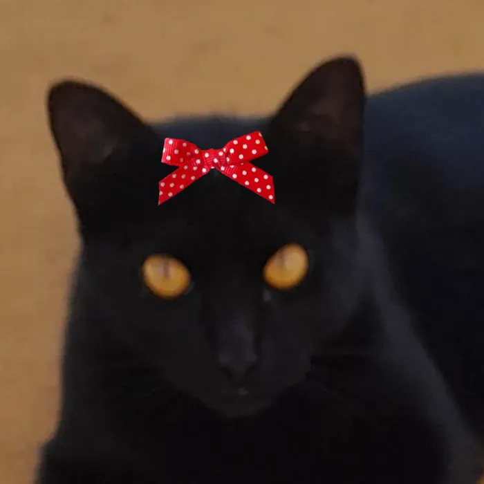 Gato ra a Mestica  idade 1 ano nome Sofia 