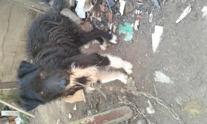 Cachorro ra a Sem raca definida idade Abaixo de 2 meses nome Sem nome