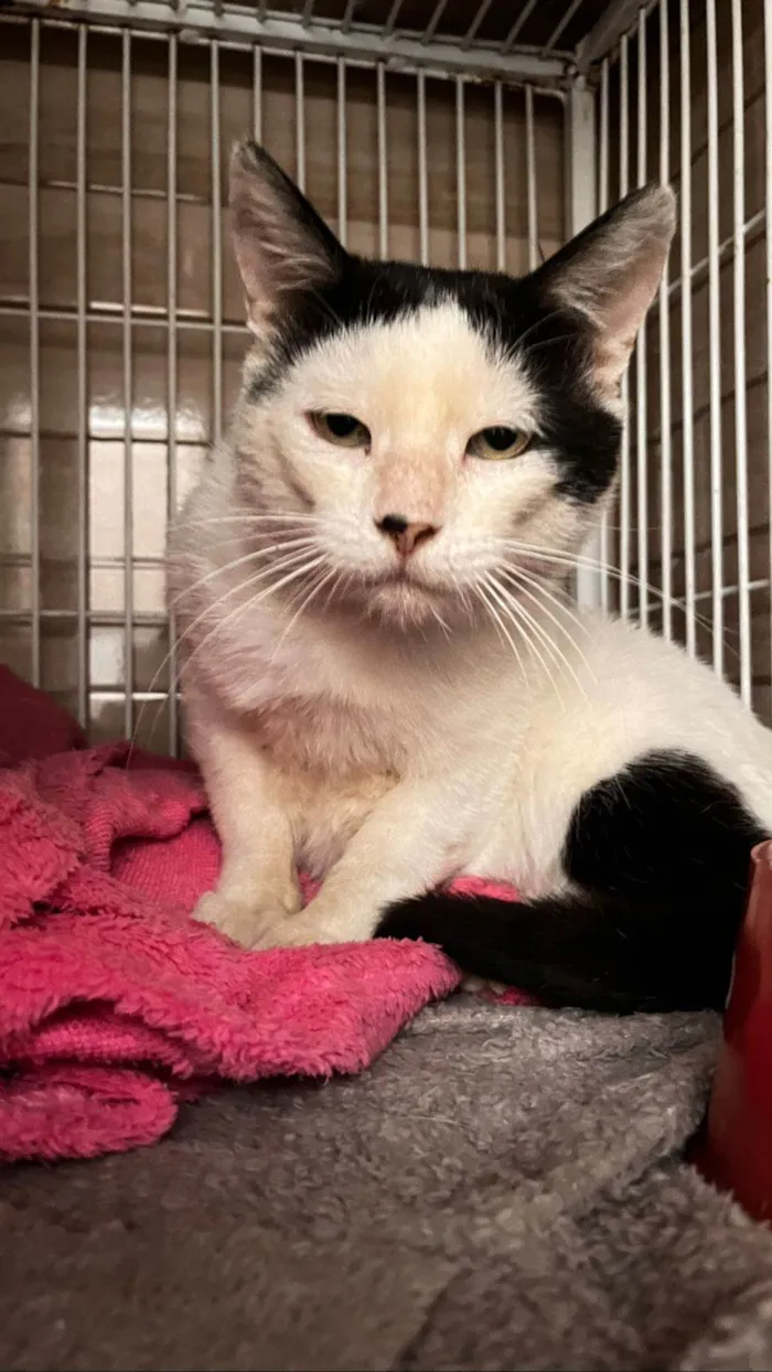 Gato ra a SRD-ViraLata idade 3 anos nome Nuu