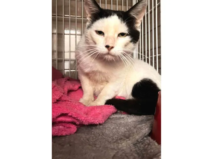Gato ra a SRD-ViraLata idade 3 anos nome Nuu