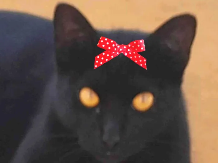 Gato ra a Mestica  idade 1 ano nome Sofia 