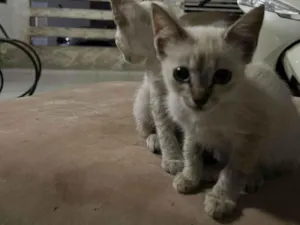 Gato raça Vira-lata idade Abaixo de 2 meses nome Sem nome