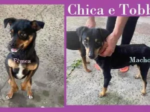 Cachorro raça SRD-ViraLata idade 2 anos nome CHICA e TOBBY