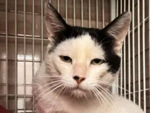 Gato raça SRD-ViraLata idade 3 anos nome Nuu