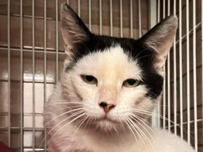 Gato ra a SRD-ViraLata idade 3 anos nome Nuu