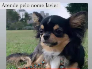Cachorro raça Chihuahua idade 2 anos nome GRATIFICA - Javier