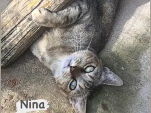Gato raça SRD-tigrinha idade 2 anos nome Nina