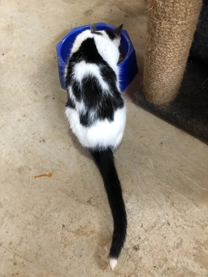 Gato ra a SRD idade 2 a 6 meses nome Faísca 
