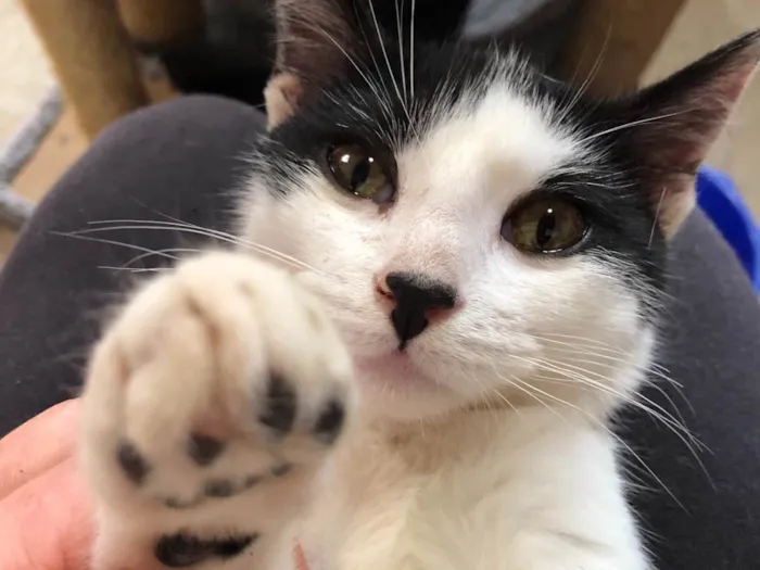 Gato ra a SRD idade 2 a 6 meses nome Faísca 