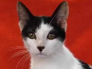 Gato raça SRD idade 2 a 6 meses nome Faísca 