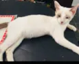 Gatinhos Abandonados