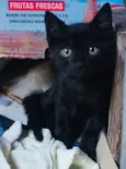 Gatinhos Abandonados