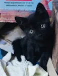 Gatinhos Abandonados