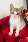 Gatinhos Abandonados
