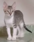 Gatinhos Abandonados