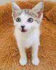 Gatinhos Abandonados