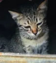 Gatinhos Abandonados